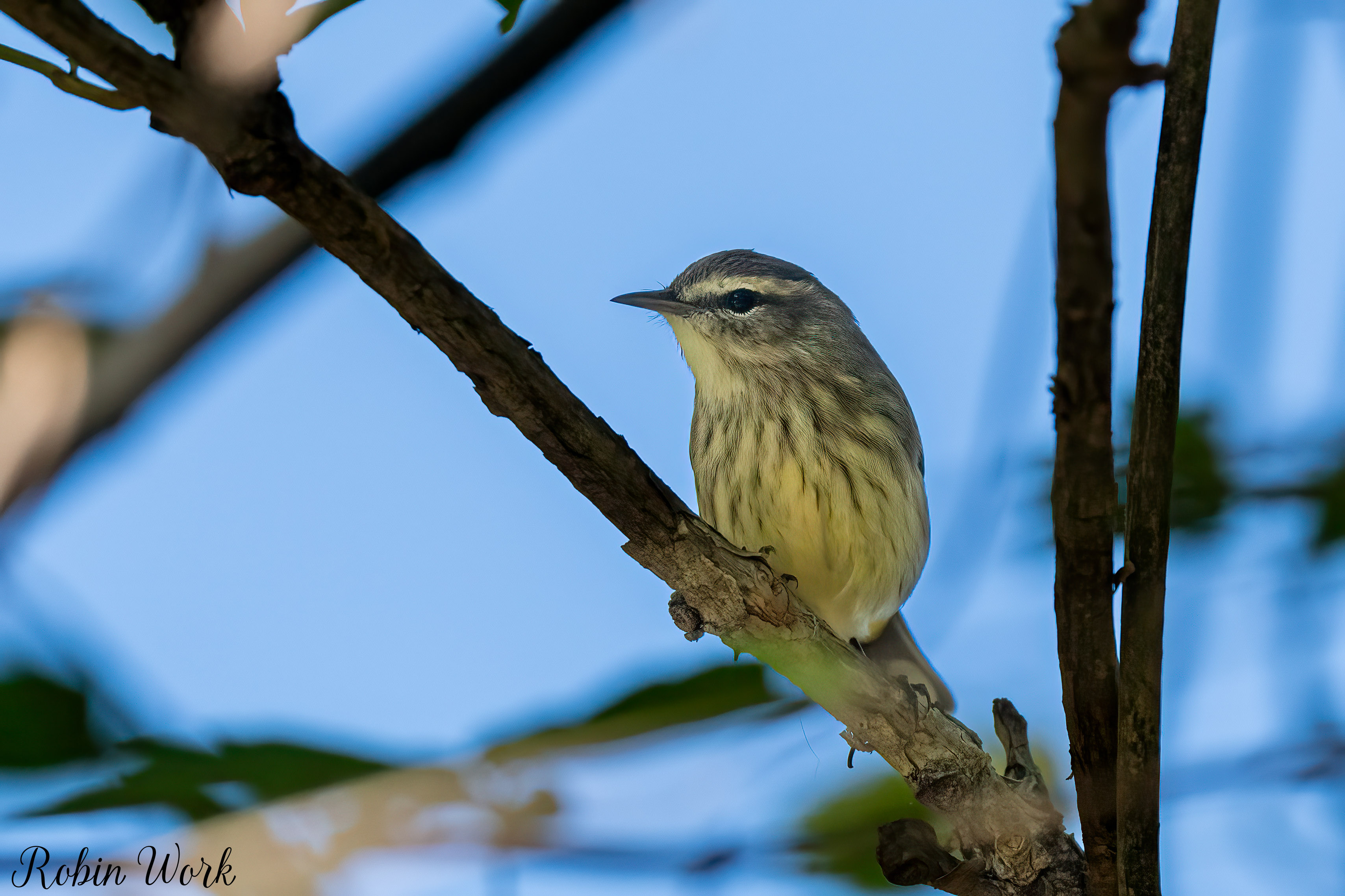 RD5_5083-Edit.jpg