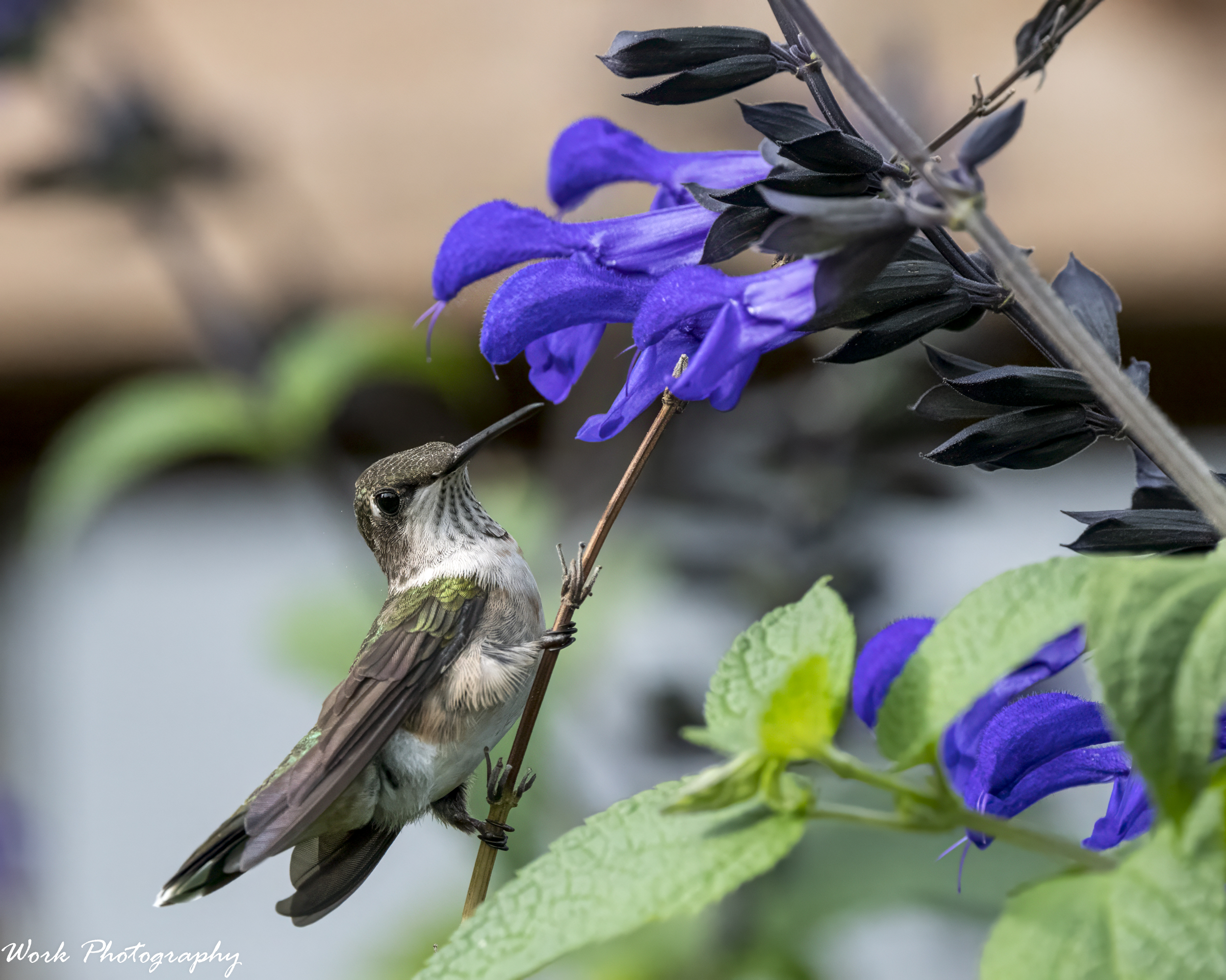 RD5_5087-Ruby Throated Hummingbird.jpg