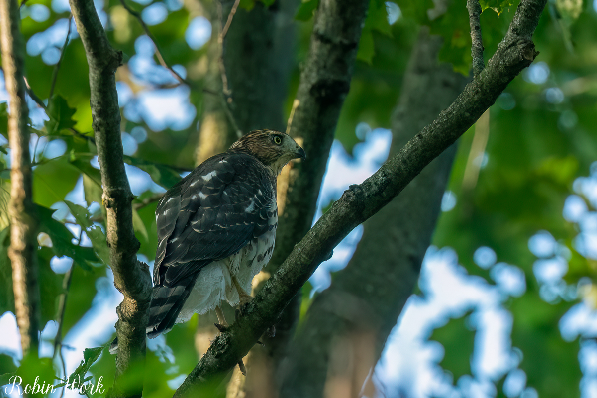 RD5_5097-Edit.jpg