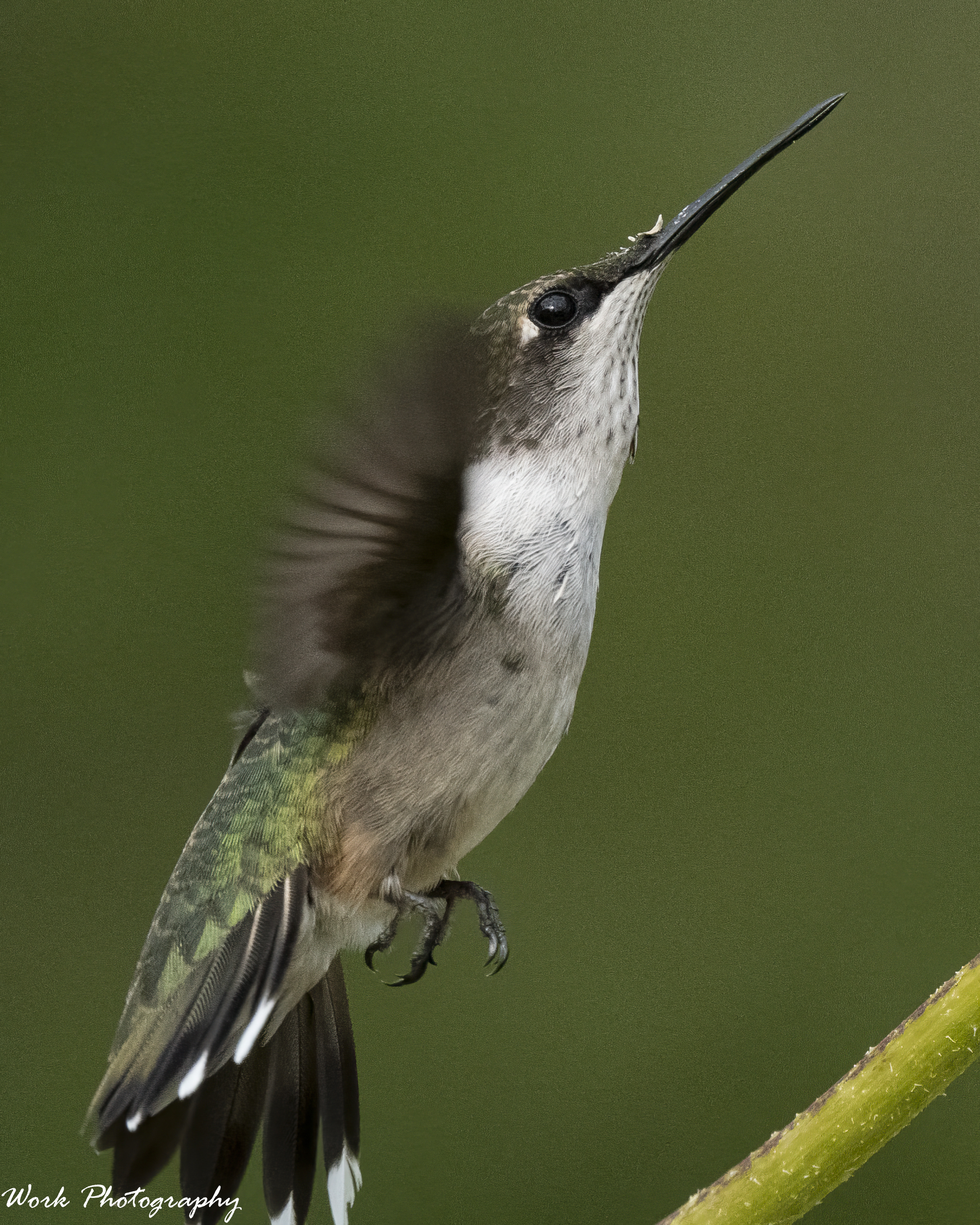 RD5_5102-Ruby Throated Hummingbird.jpg