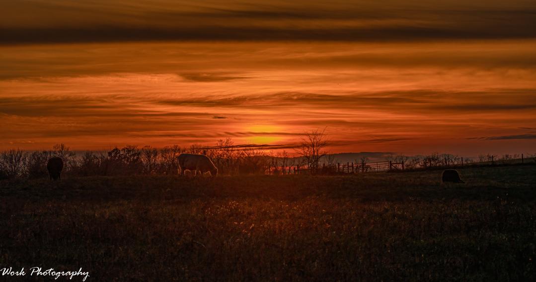 Sunset Bull