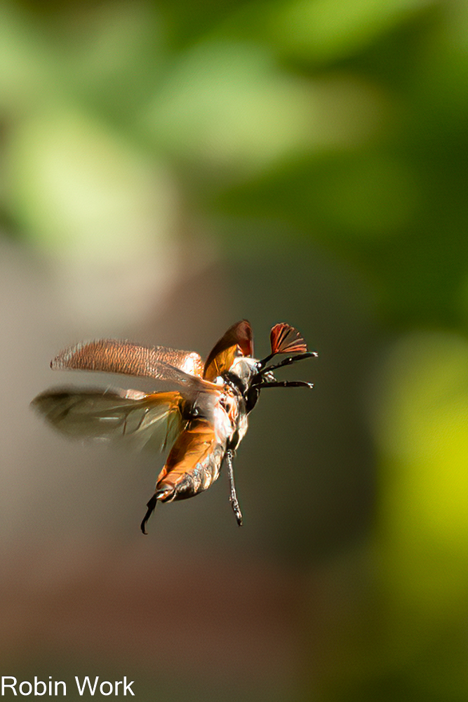 RD5_5114-Edit.jpg