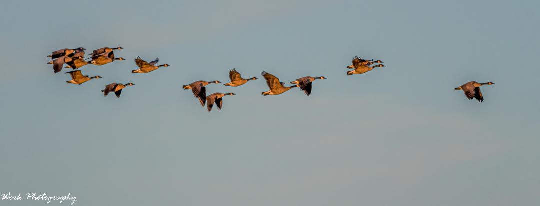 Geese at golden hour