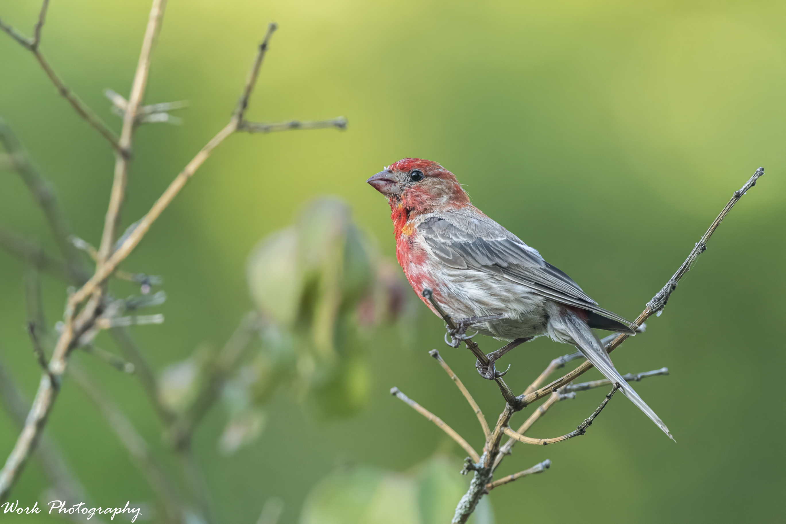RD5_5207-House Finch.jpg