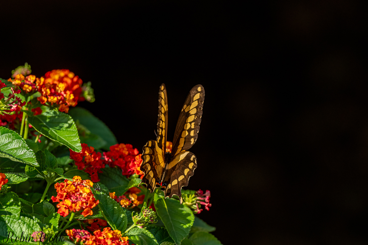 RD5_5257-Edit.jpg