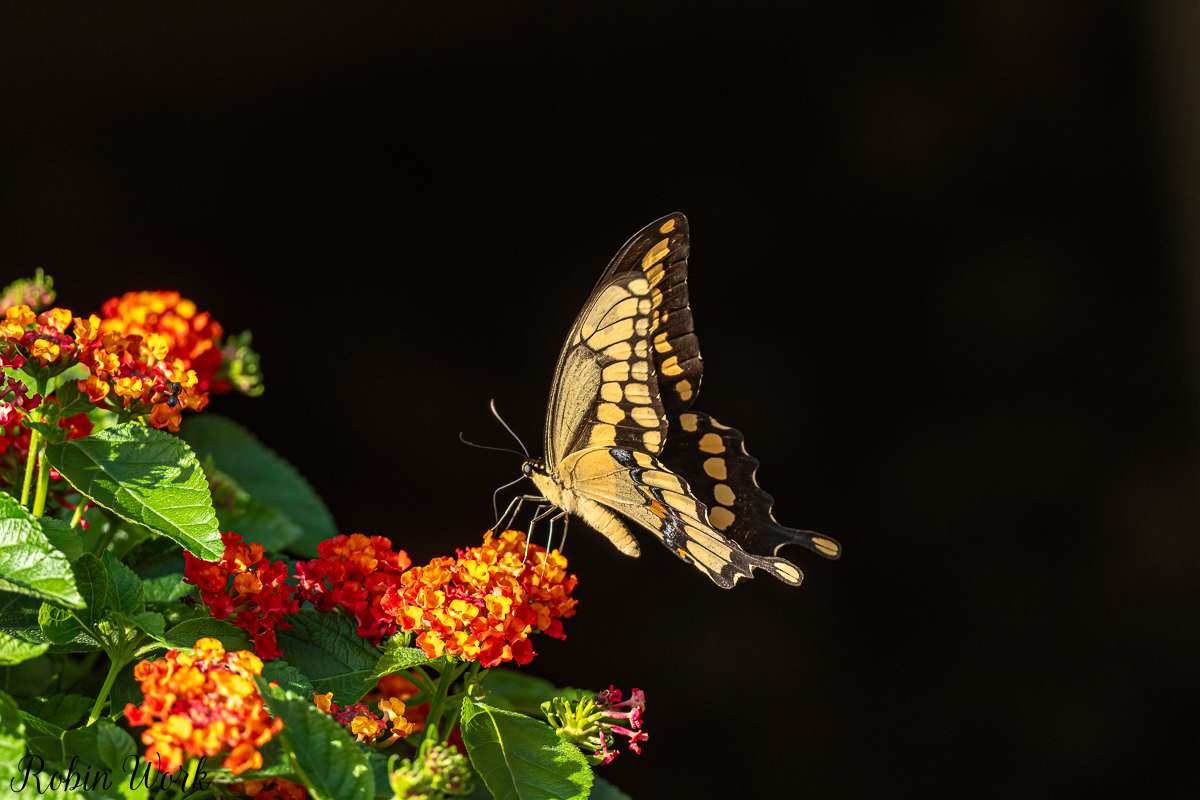 RD5_5261-Edit.jpg