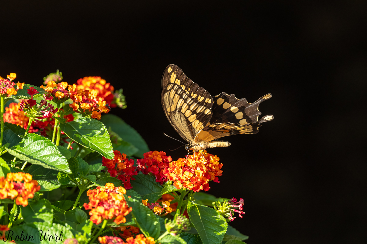 RD5_5264-Edit.jpg