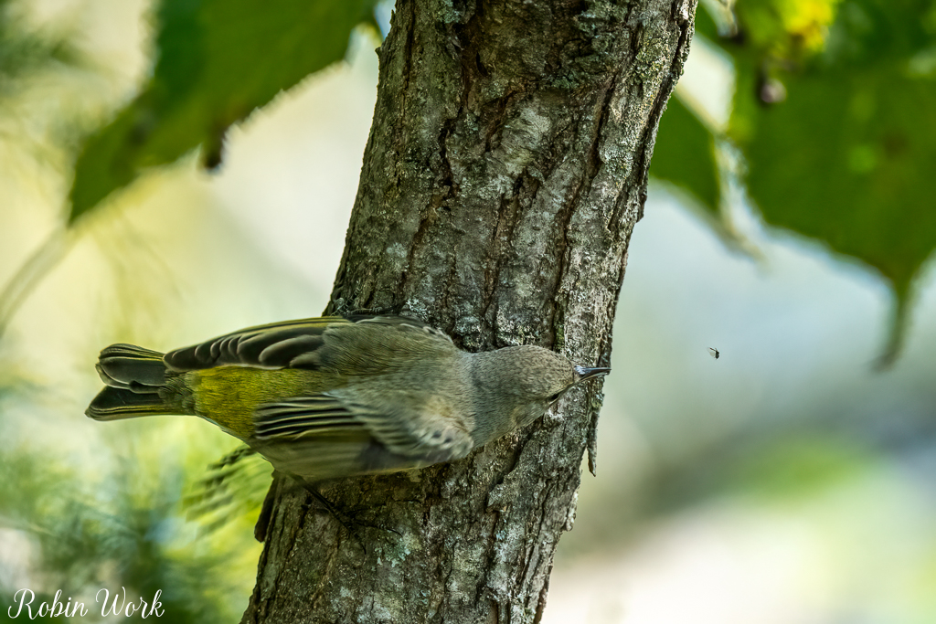 RD5_5277-Edit.jpg