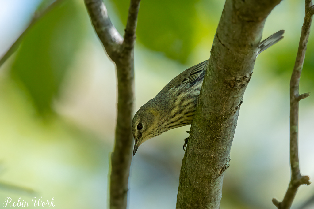 RD5_5278-Edit.jpg