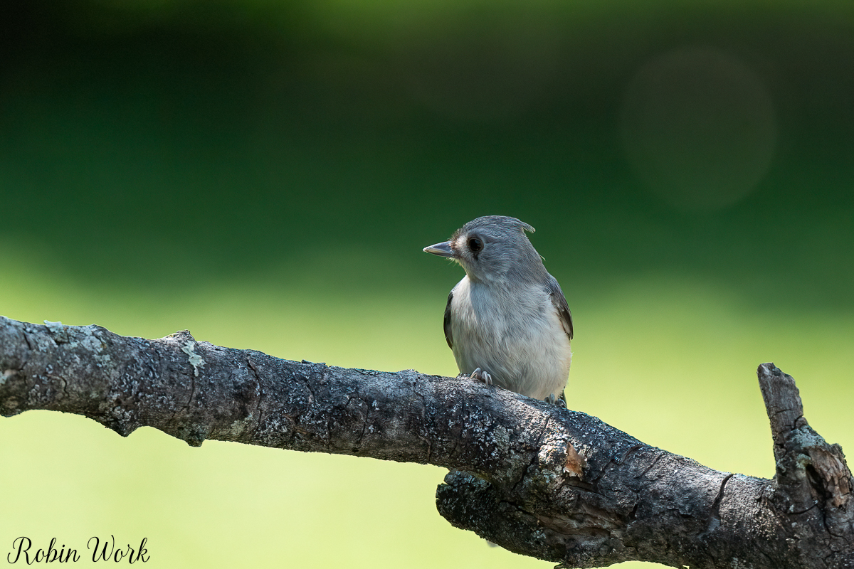 RD5_5299-Edit.jpg