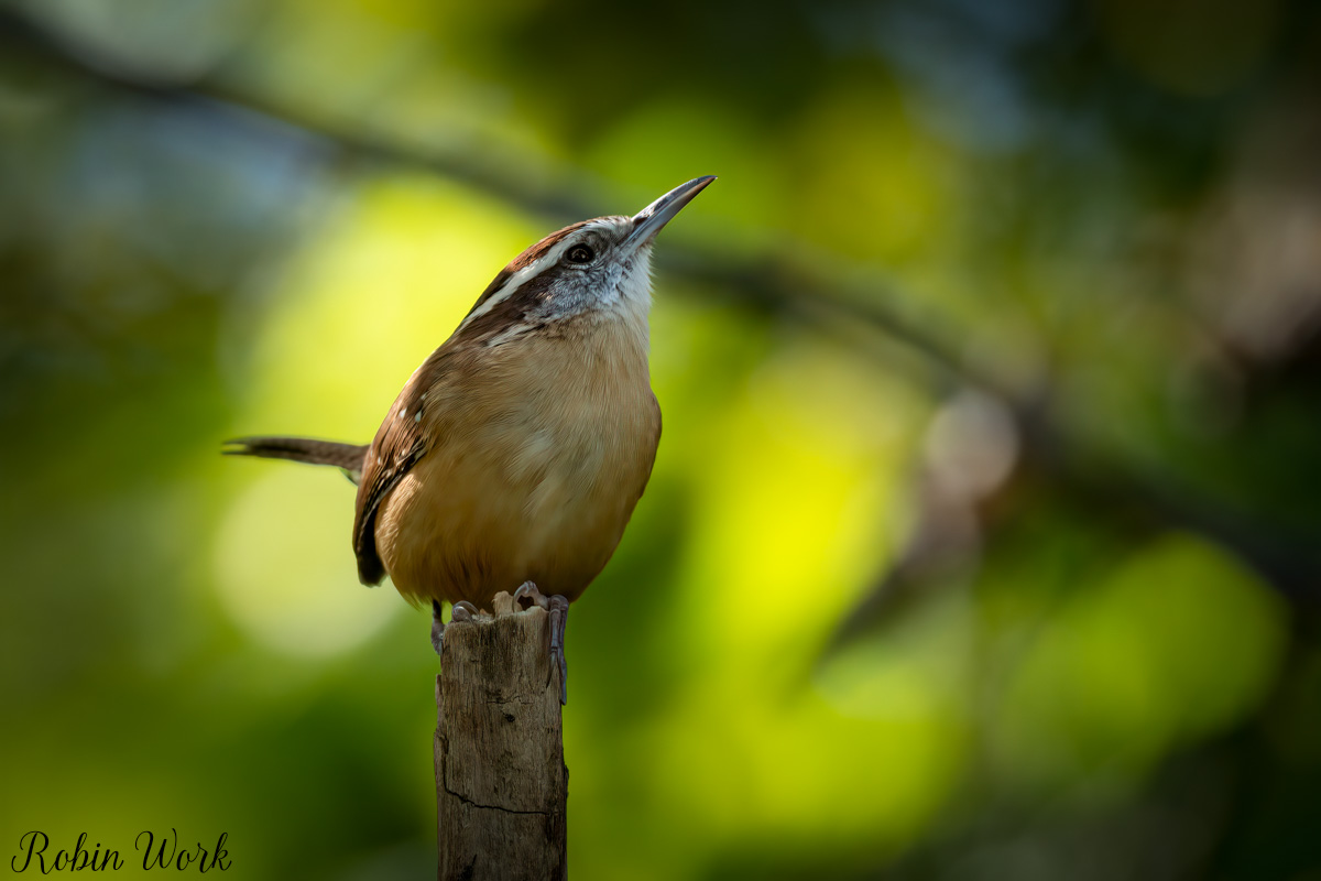 RD5_5302-Edit.jpg