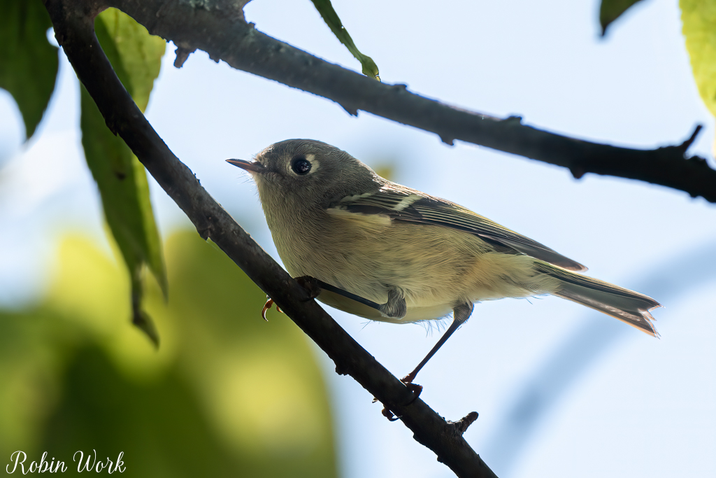 RD5_5313-Edit.jpg