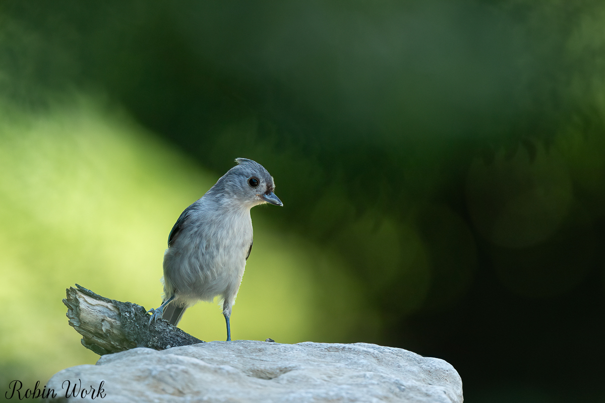 RD5_5313-Edit.jpg