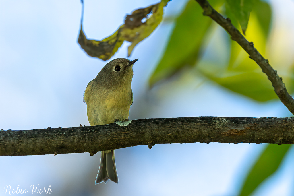 RD5_5317-Edit.jpg