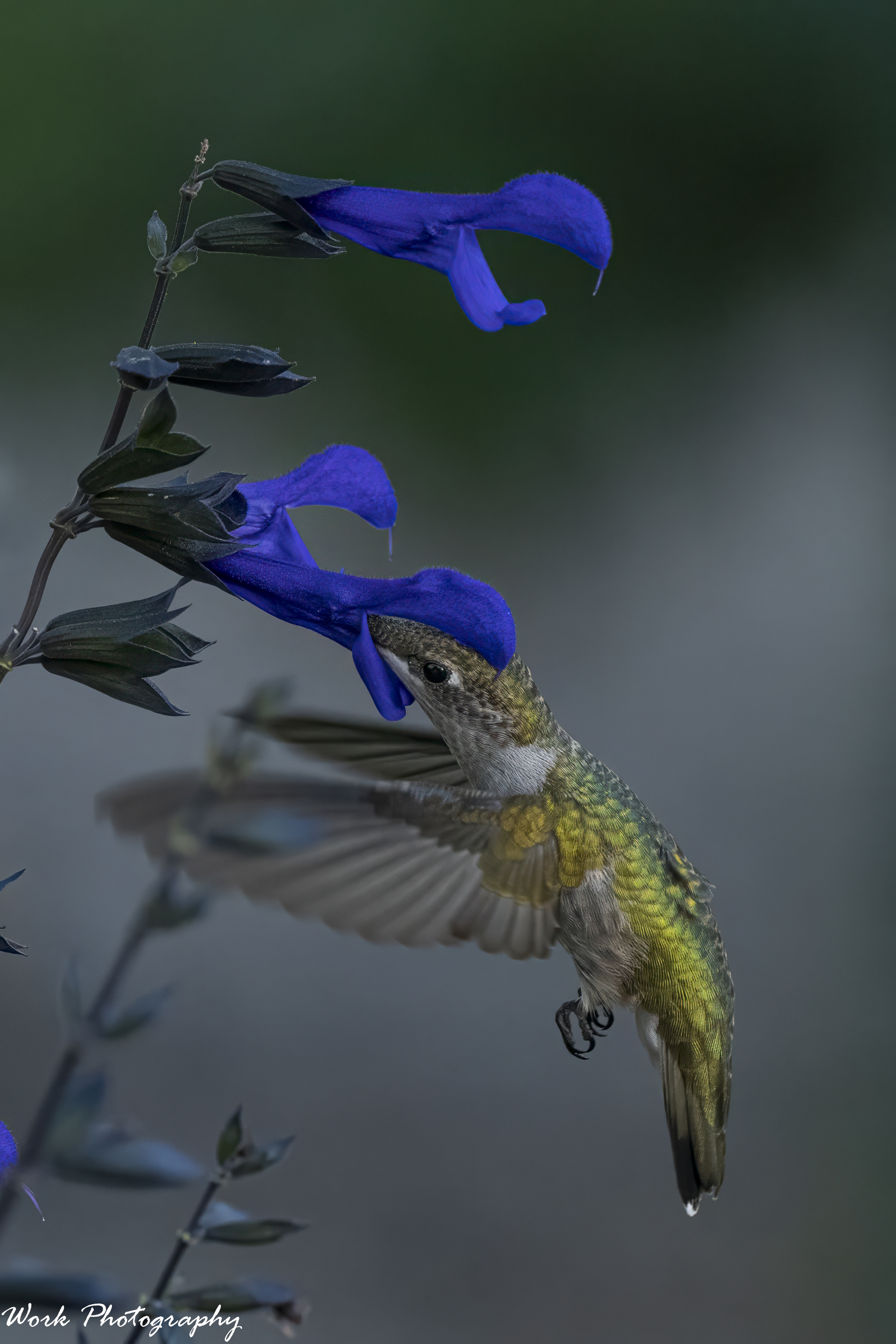 RD5_5318-Ruby Throated Hummingbird.jpg