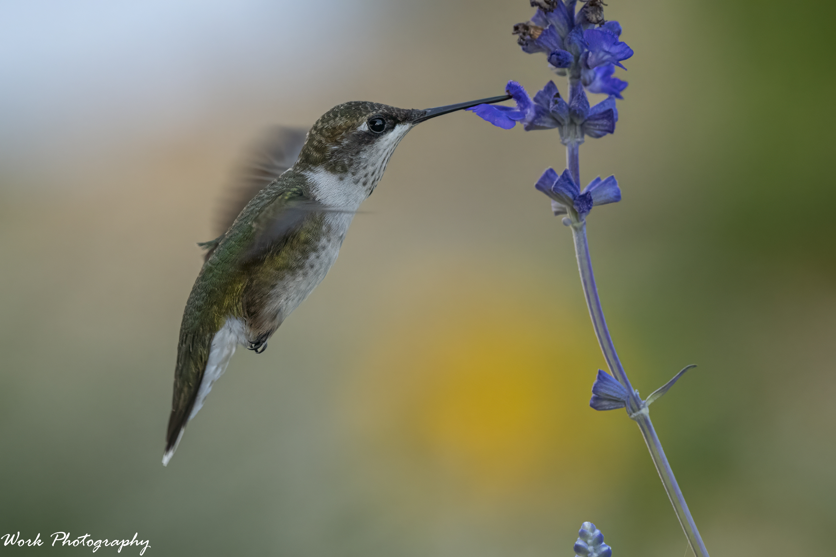 RD5_5326-Ruby Throated Hummingbird.jpg