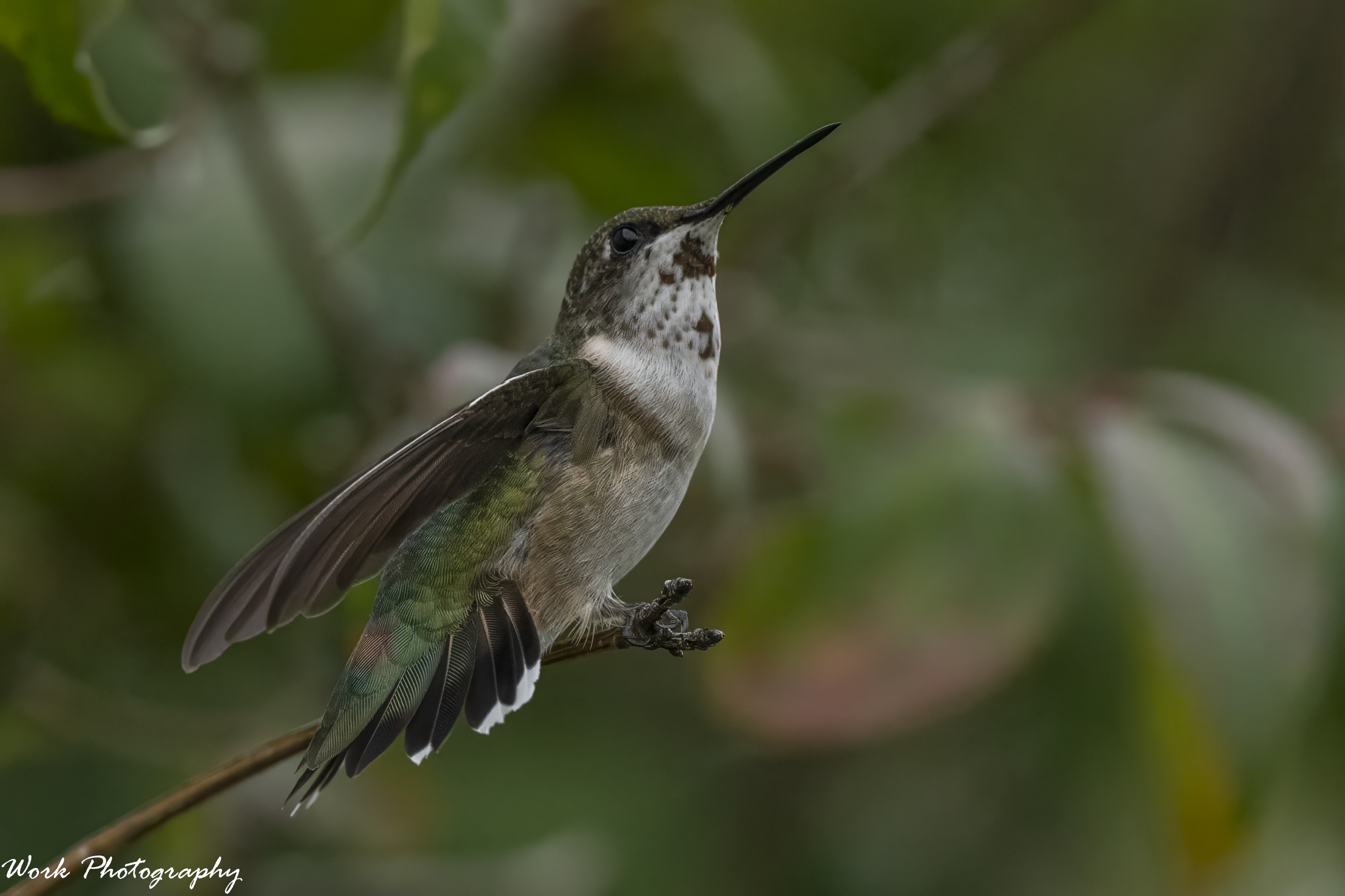 RD5_5425-Ruby Throated Hummingbird.jpg