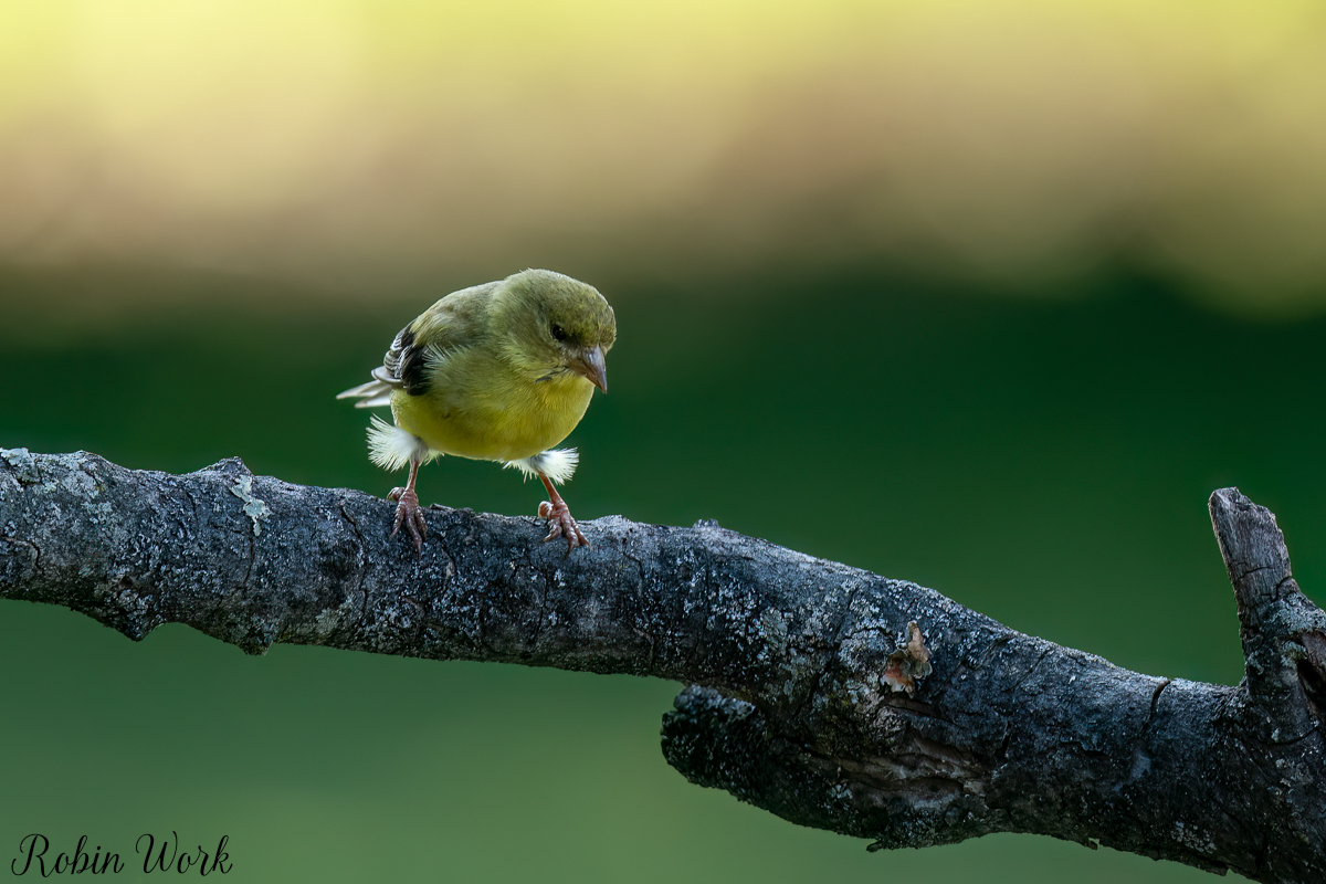 RD5_5433-Edit.jpg