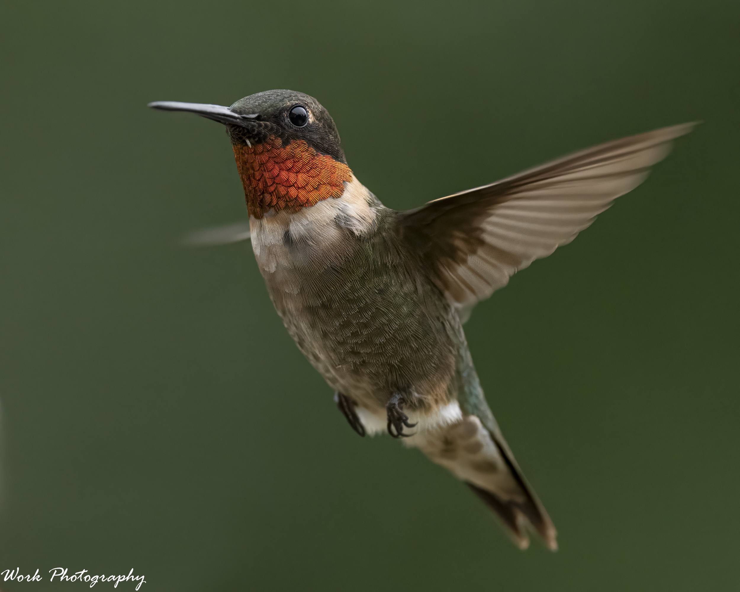 RD5_5435-Ruby Throated Hummingbird.jpg