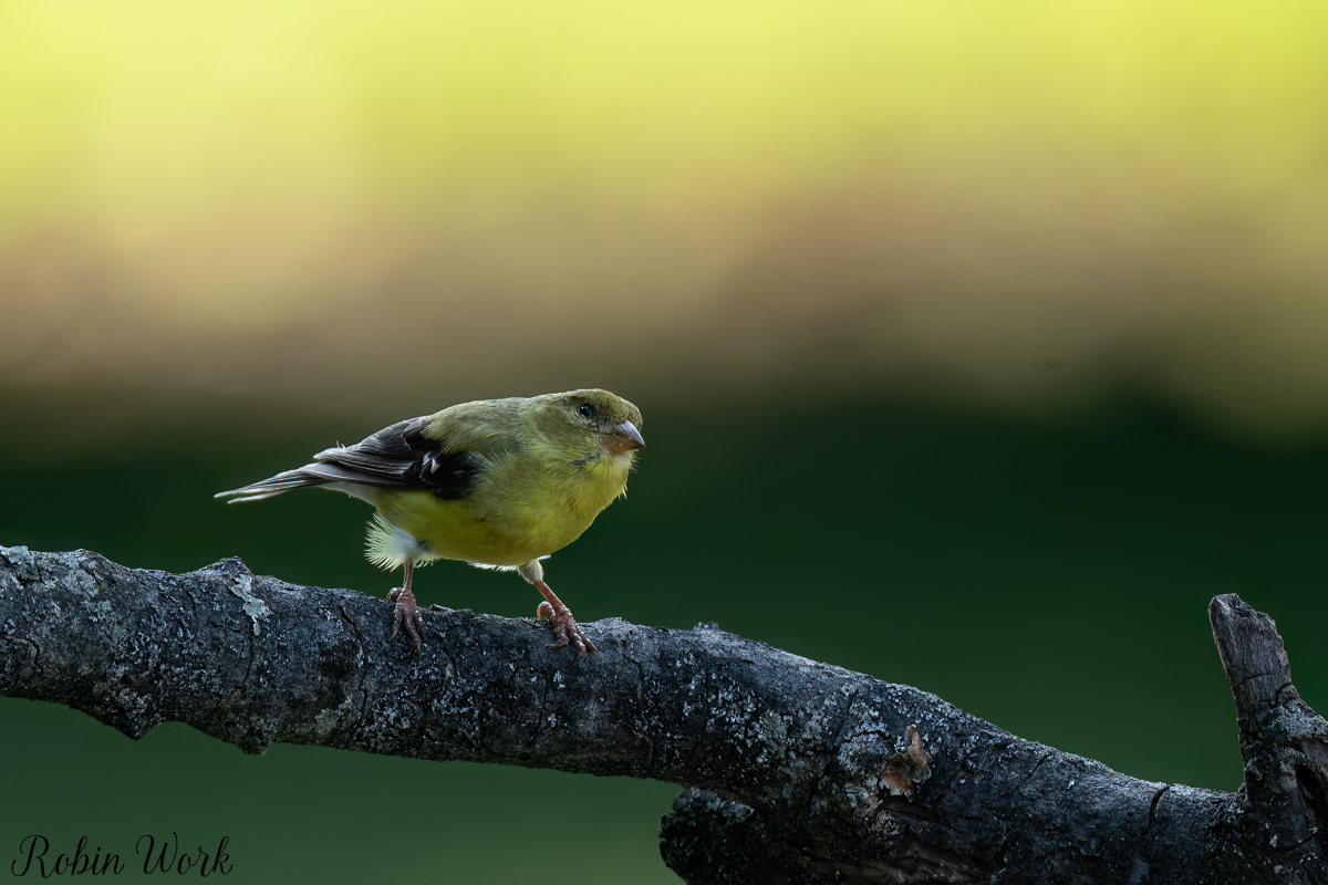 RD5_5436-Edit.jpg