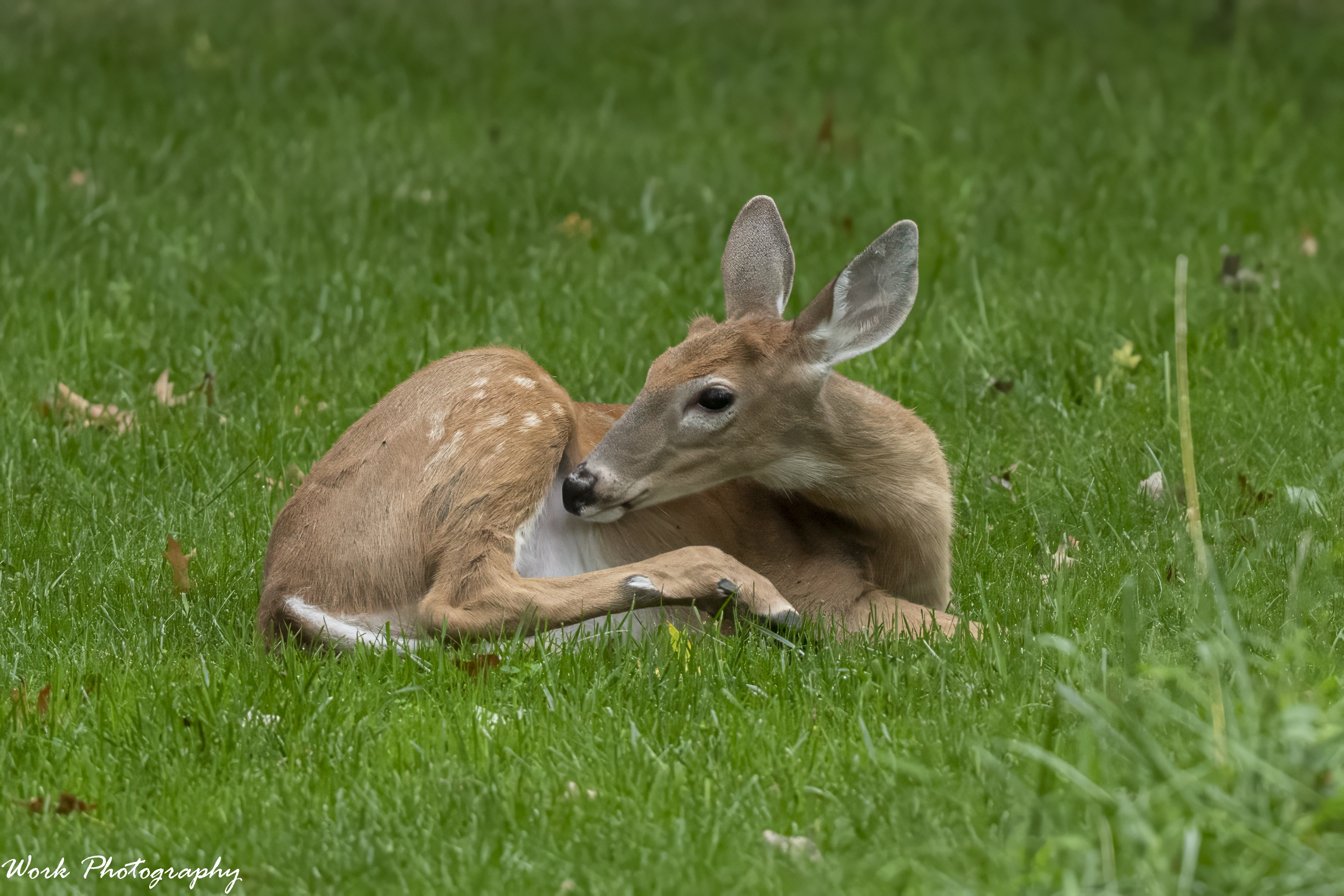 RD5_5452-Fawn Buck.jpg