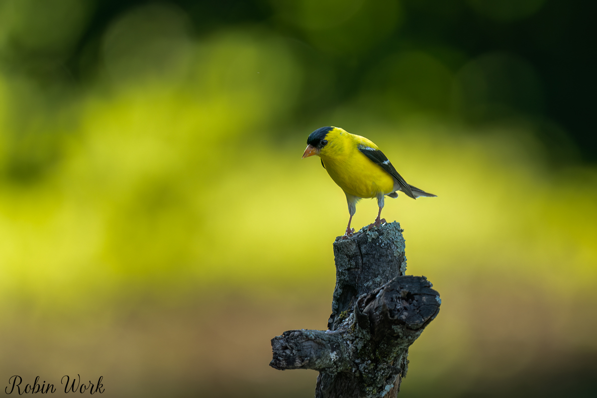 RD5_5465-Edit.jpg
