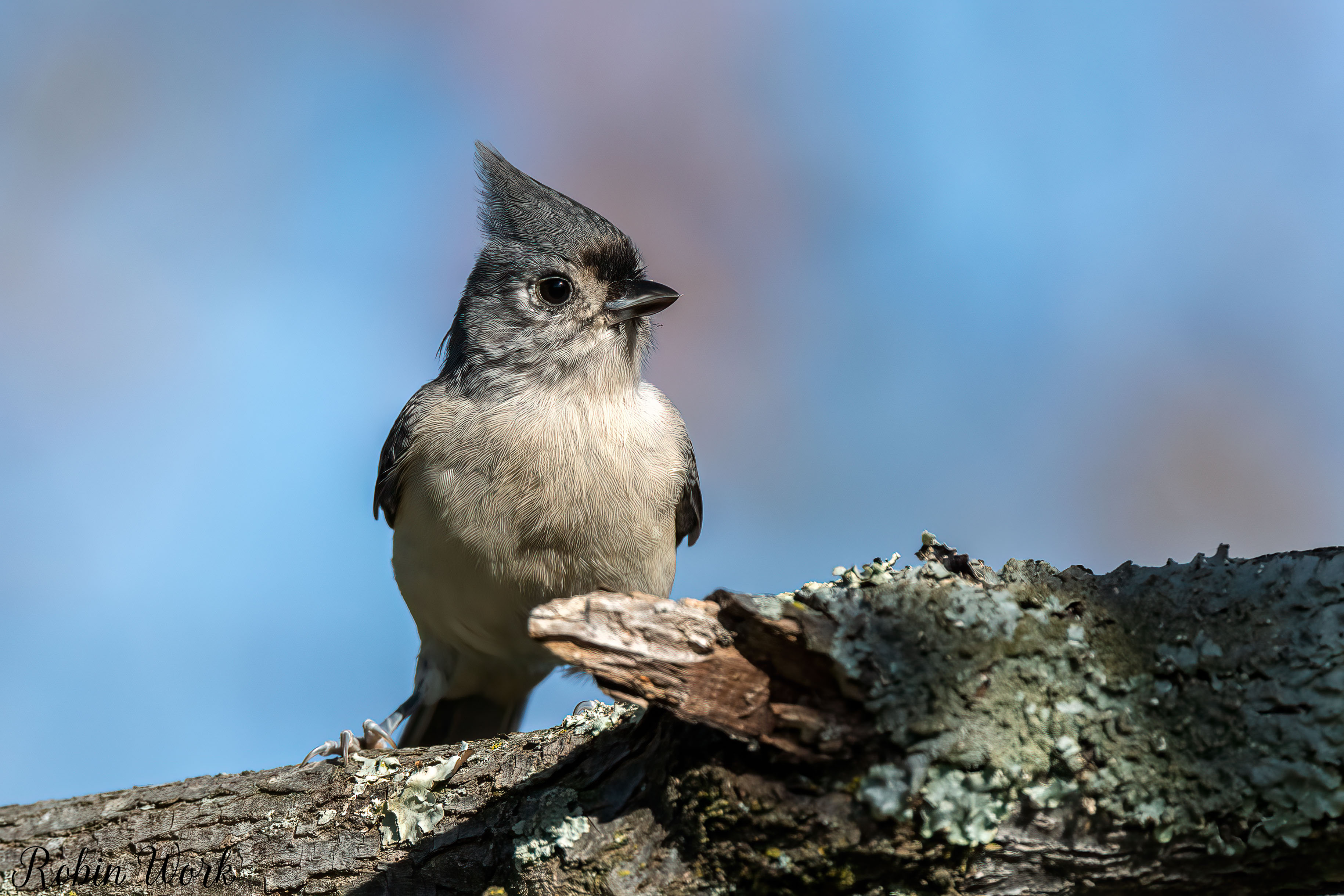 RD5_5469-Edit.jpg