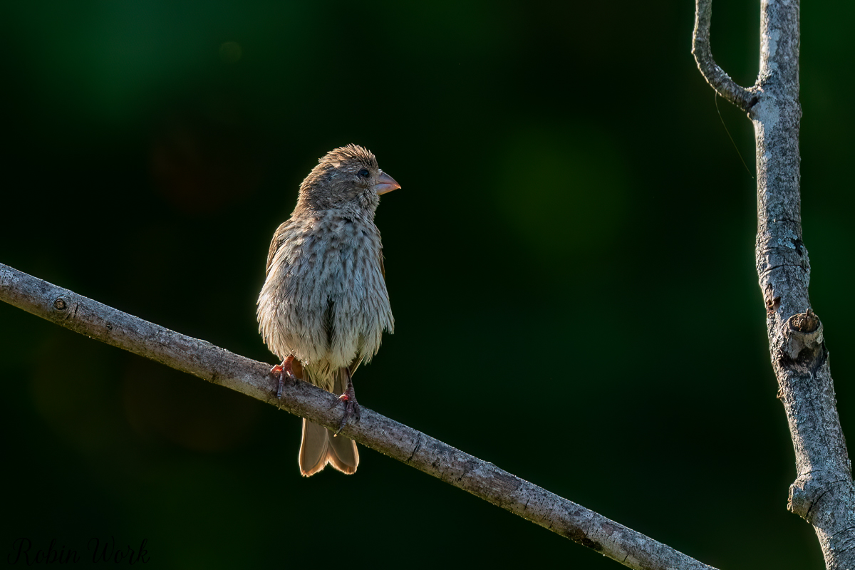 RD5_5516-Edit.jpg