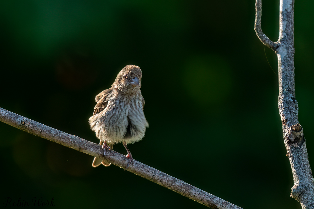 RD5_5518-Edit.jpg