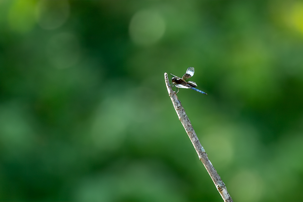 RD5_5521-Edit-2.jpg