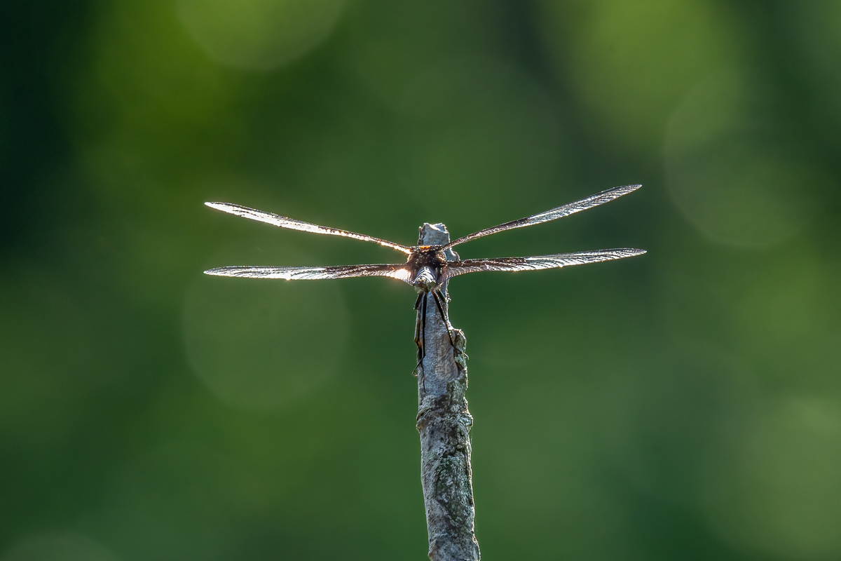 RD5_5556-Edit.jpg