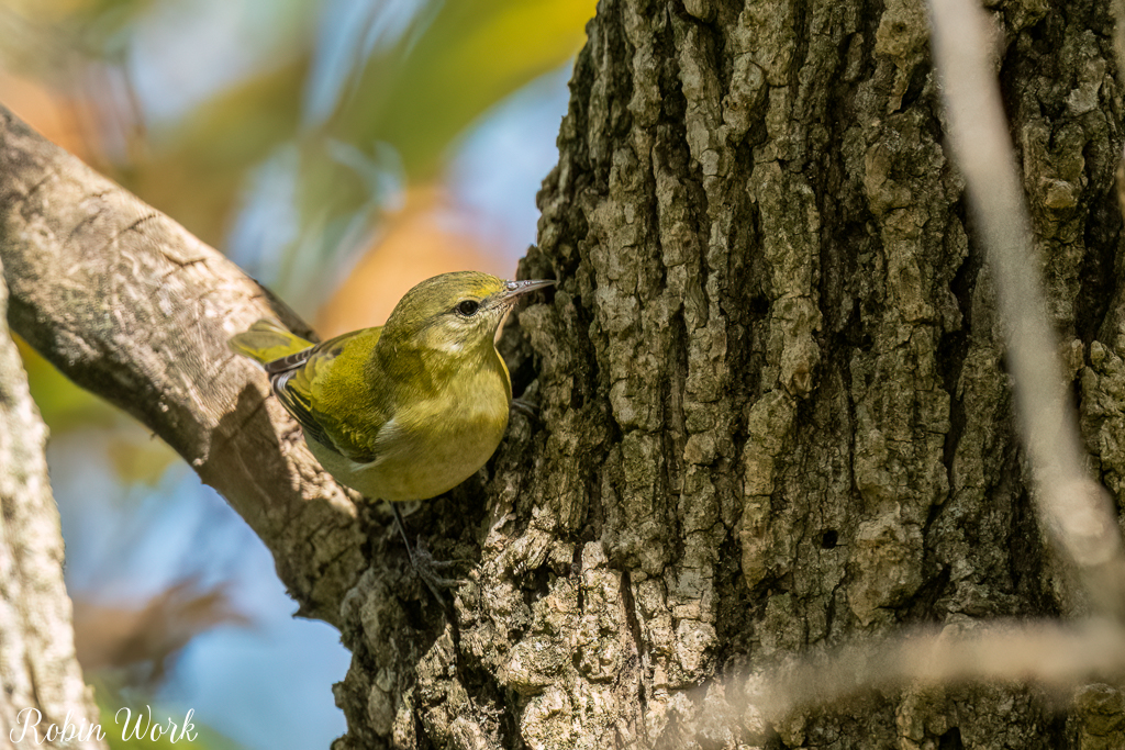 RD5_5570-Edit.jpg