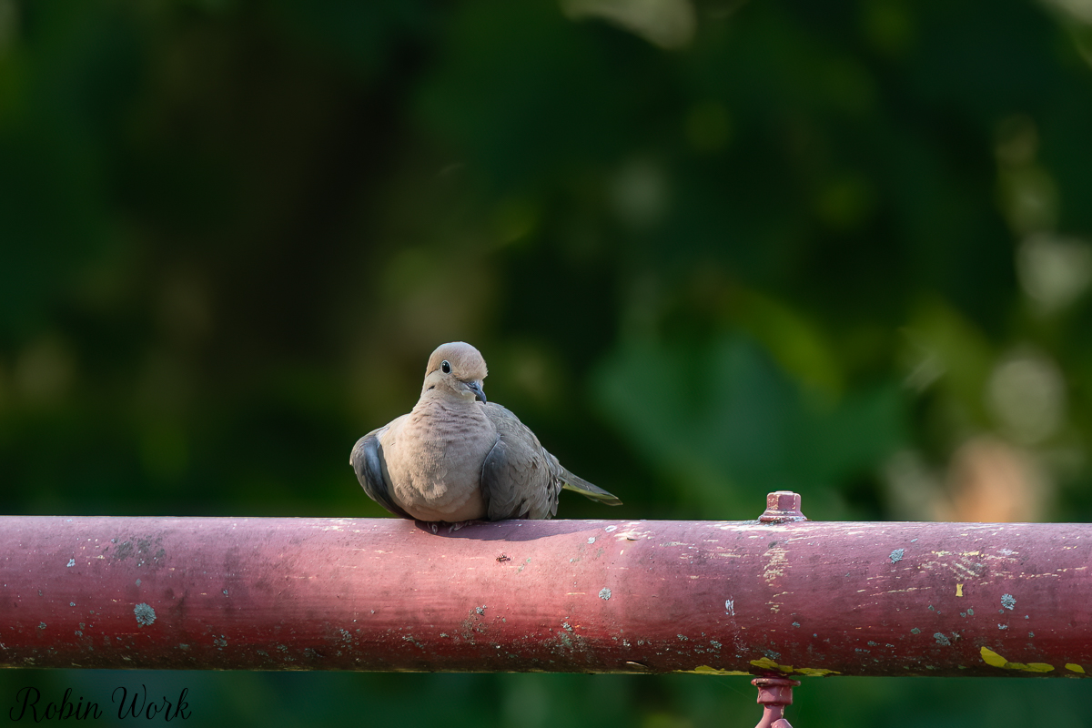 RD5_5570-Edit.jpg