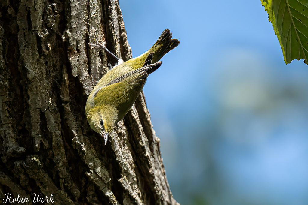 RD5_5577-Edit.jpg