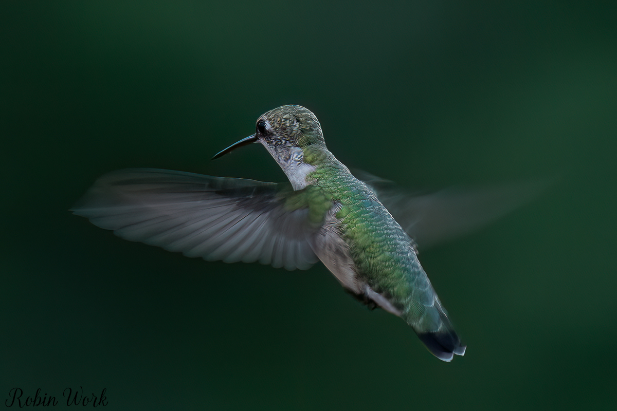 RD5_5603-Edit.jpg