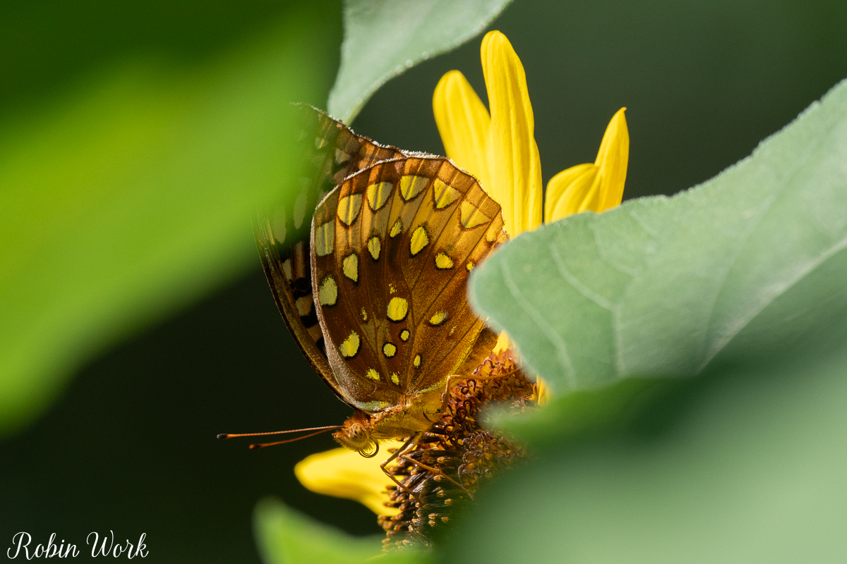 RD5_5614.jpg