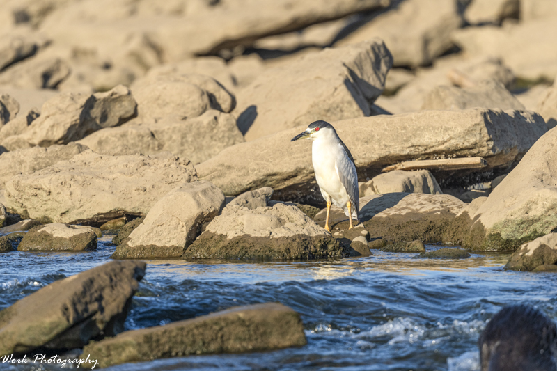 RD5_5659-Black Night Crowned Heron with Beaver photo bomb.jpg