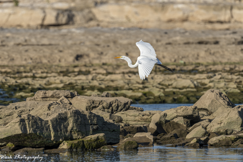 RD5_5710-Great White Egret.jpg