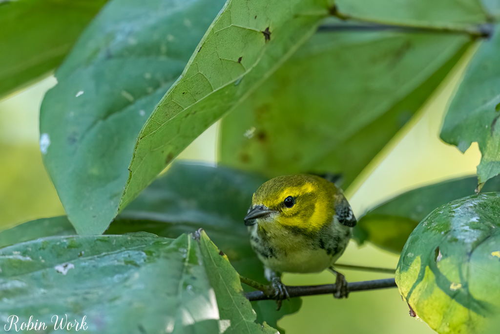 RD5_5712-Edit.jpg