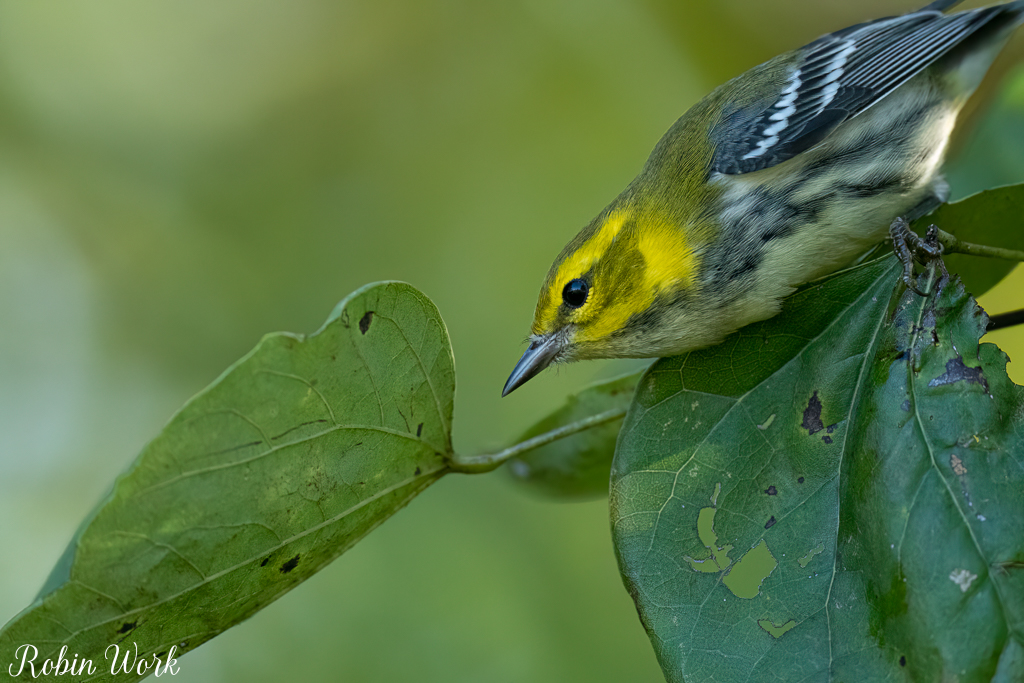 RD5_5716-Edit.jpg