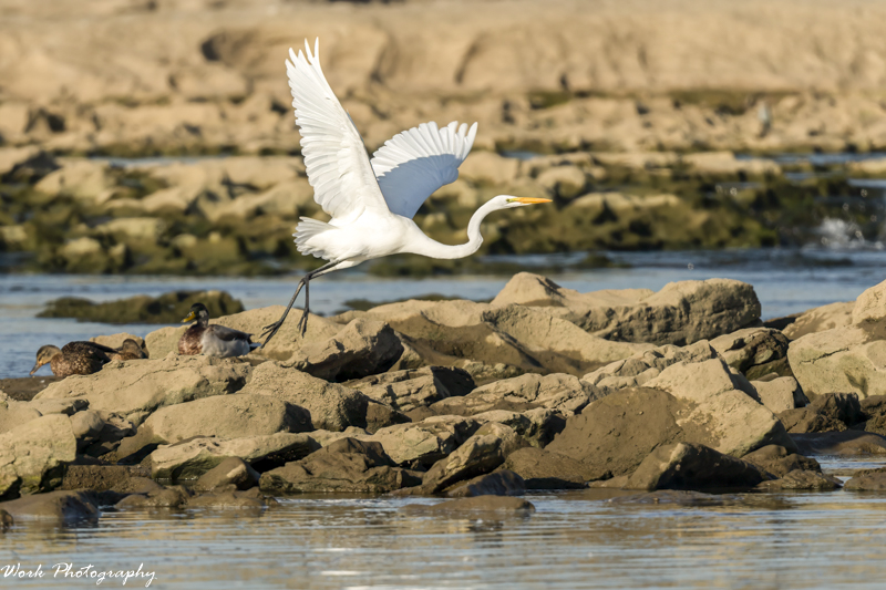 RD5_5716-Great White Egret.jpg