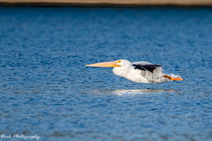 White Pelican
