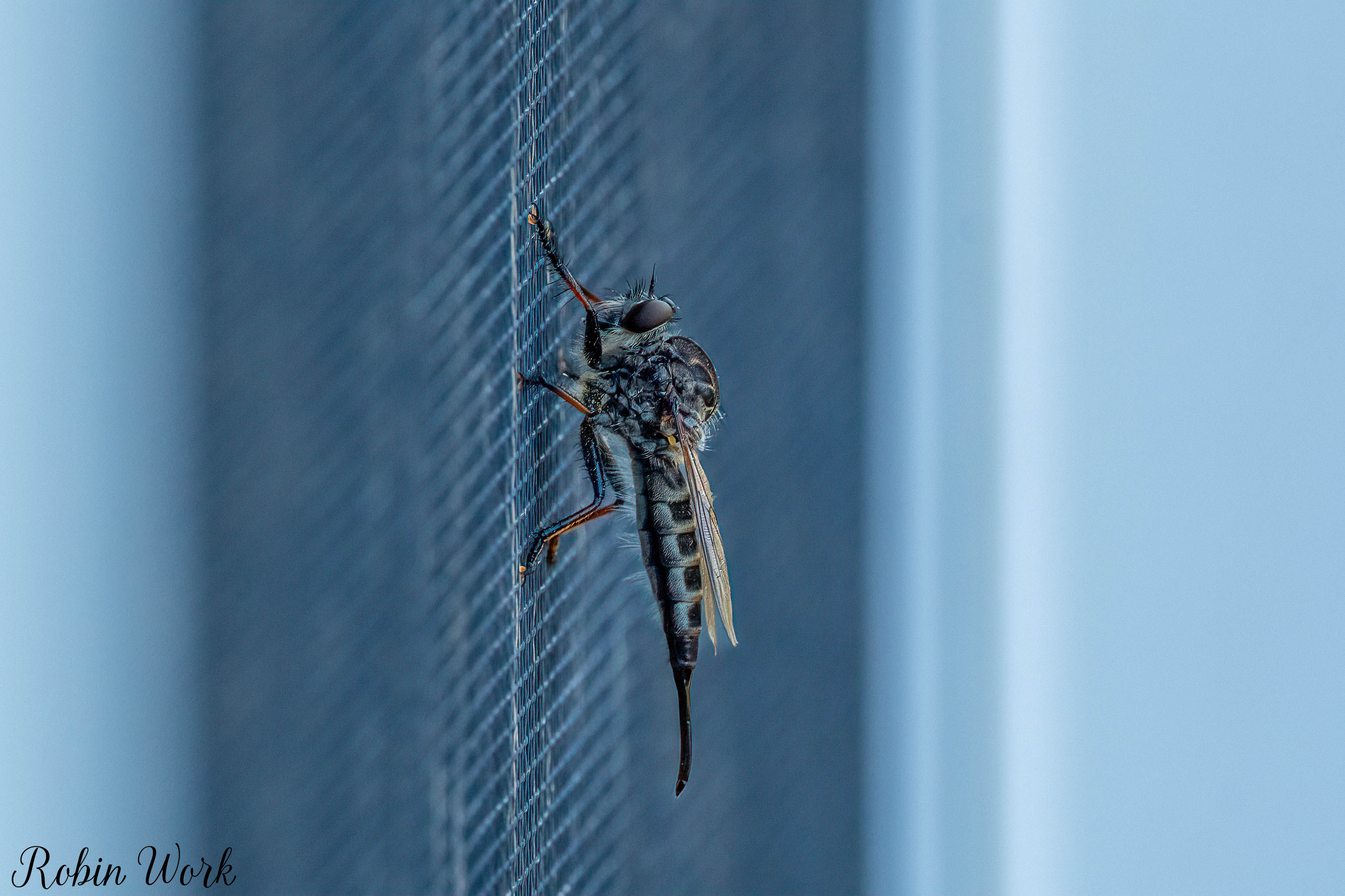 RD5_5786-Edit.jpg