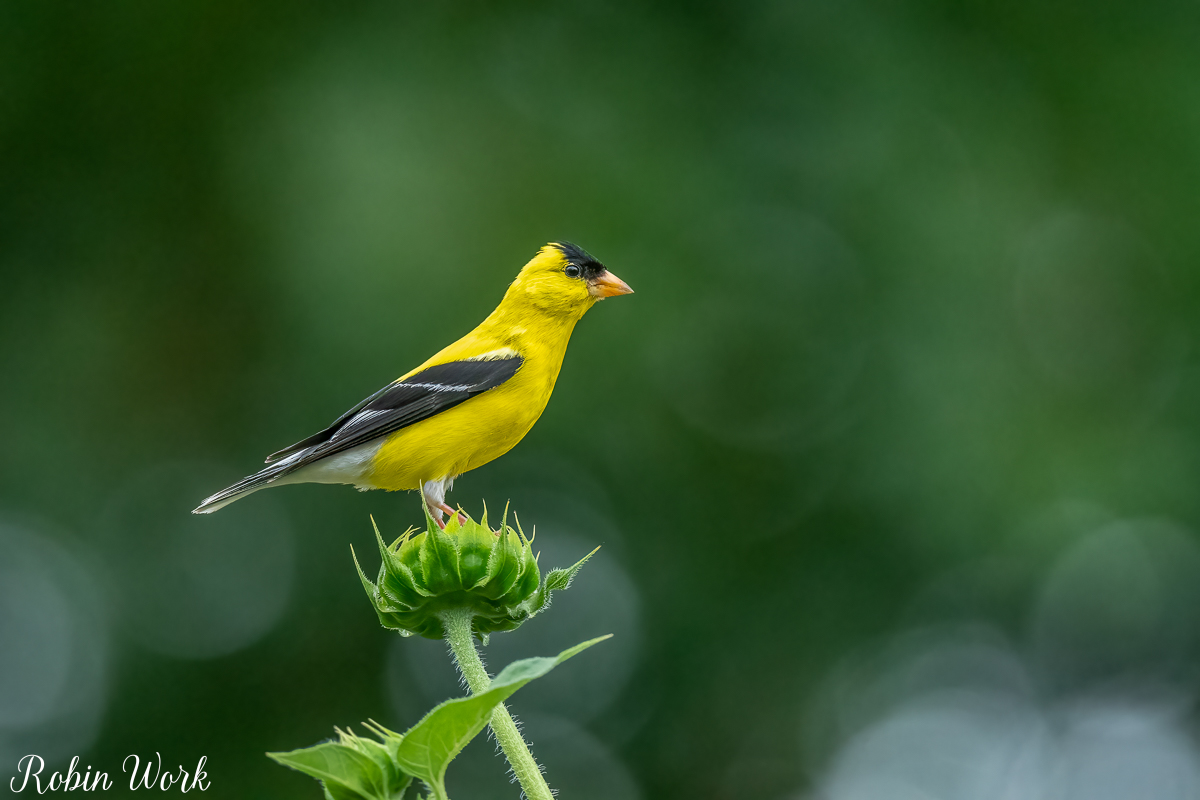 RD5_5817-Edit.jpg