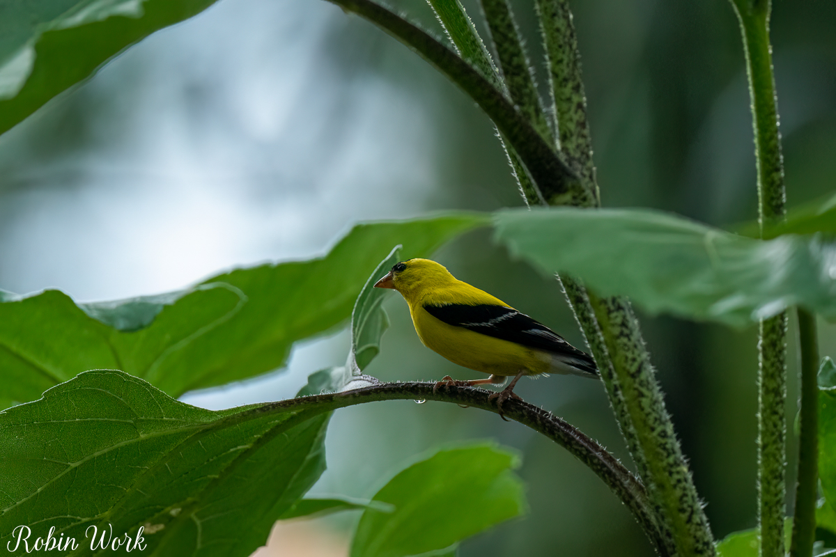 RD5_5830-Edit.jpg