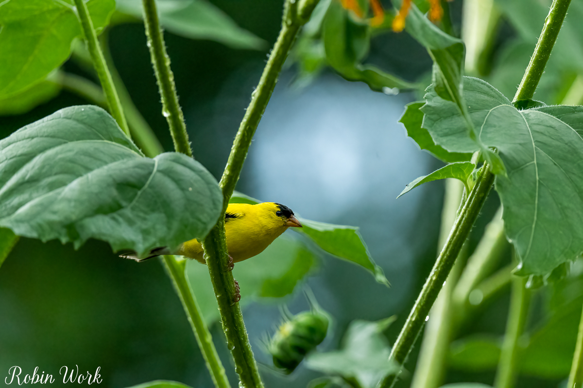 RD5_5840-Edit.jpg