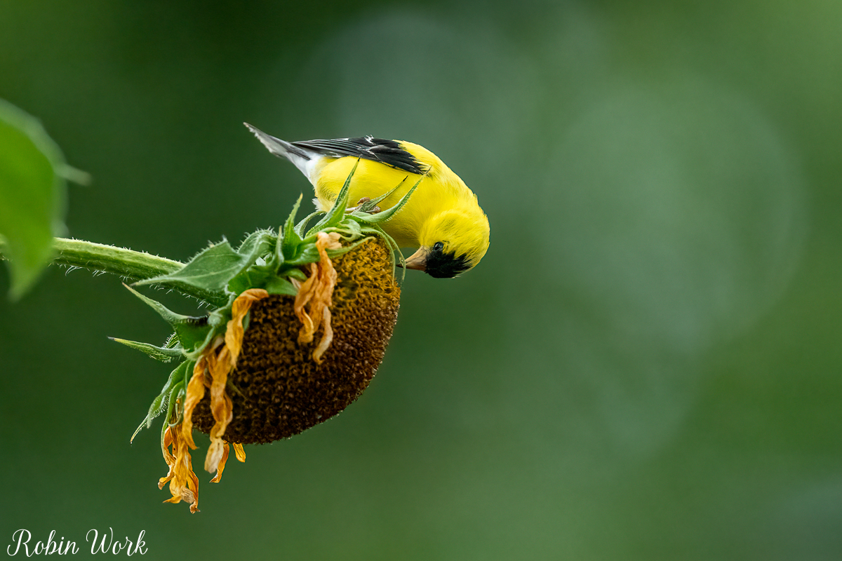 RD5_5853-Edit.jpg