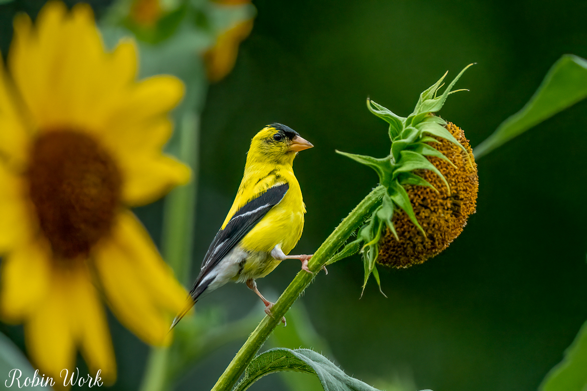RD5_5911-Edit.jpg