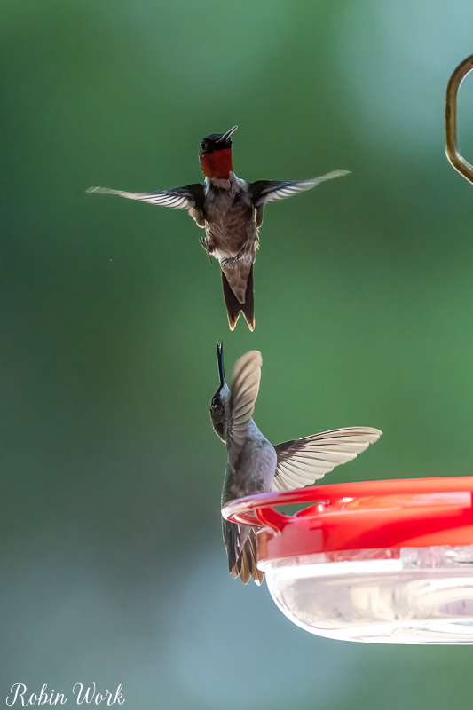 RD5_5951-Edit.jpg