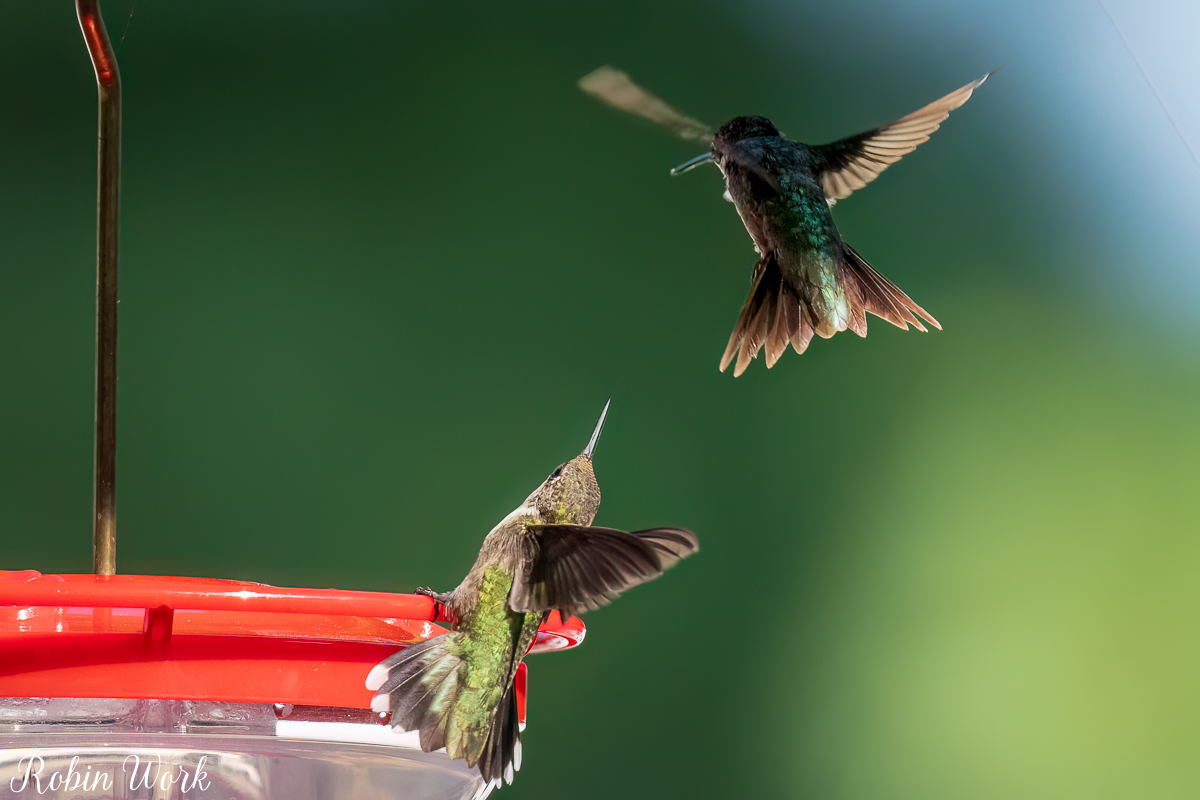 RD5_5968-Edit.jpg